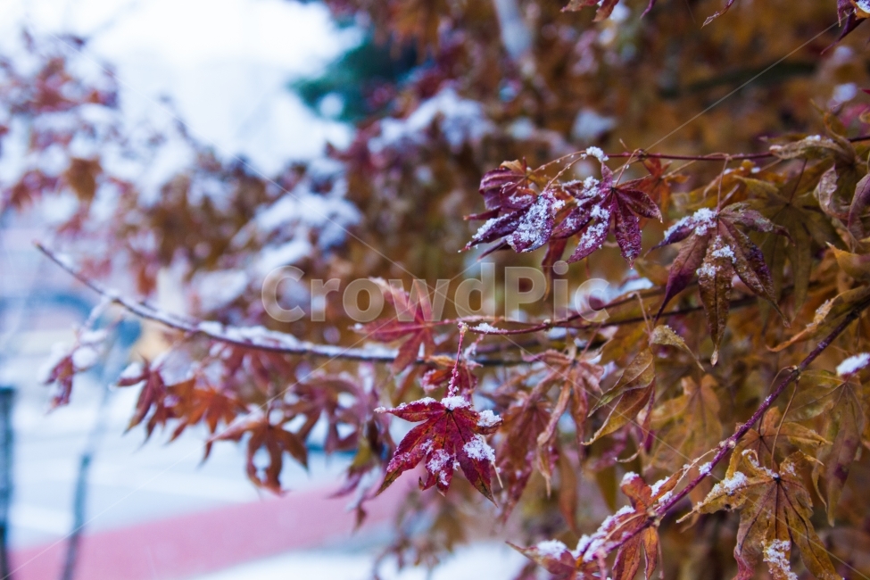 단풍,가을과겨울사이,냉정과열정사이,눈쌓이는,계절변화,겨울,계절,winter,season,식물,자연,plants,nature