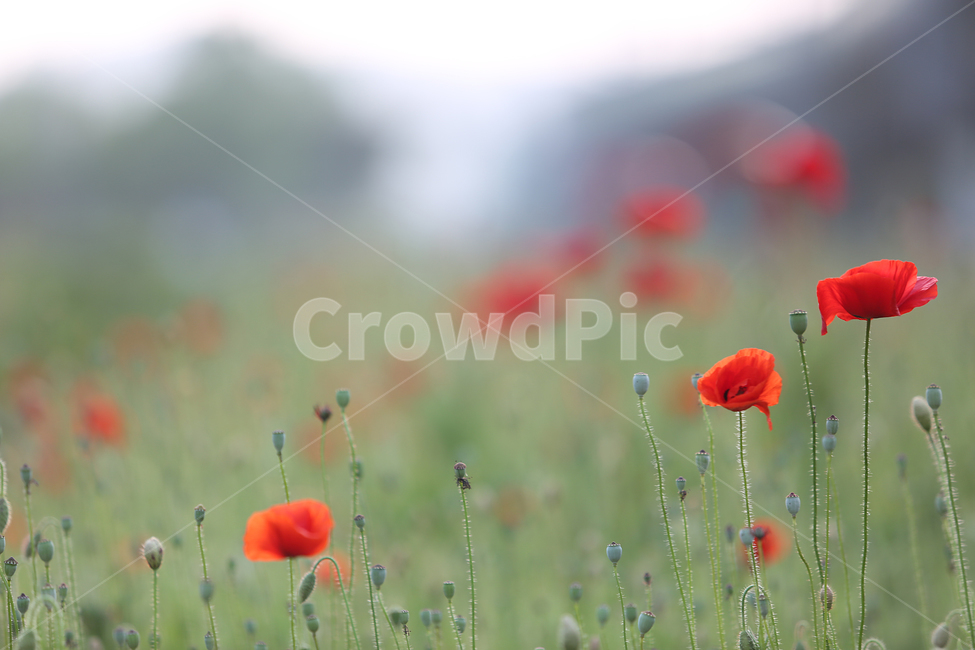 꽃,꽃양귀비,양귀비,빨강,고잔역,flower,red,fieldpoppy,식물,자연,plants,nature,꽃,flower
