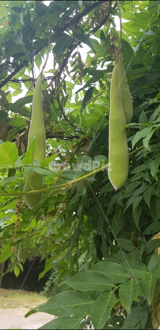 연매,녹색,과일,잎,생생,과일,열매,fruit,채소,야채,vegetables