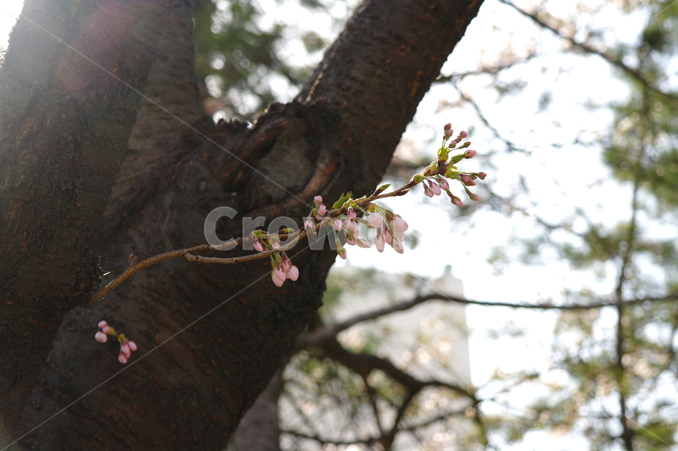 꽃,벚꽃,벚꽃축제,나무,flower,cherryblossom