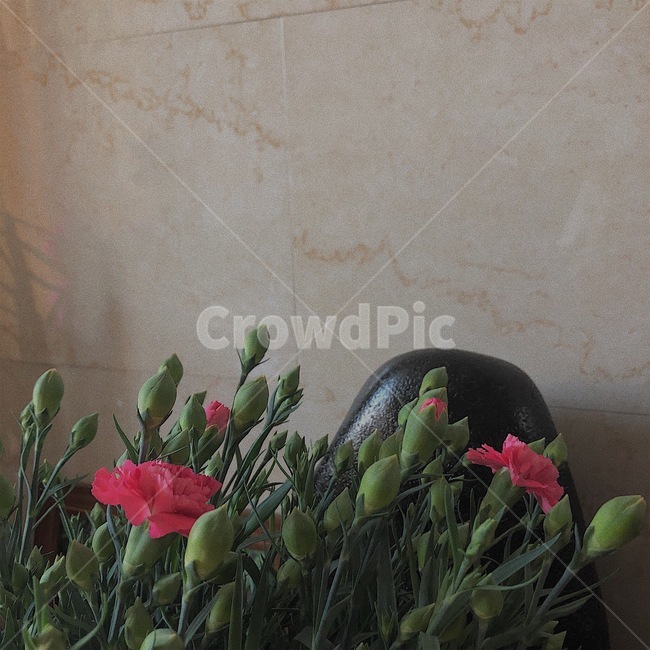 꽃,카네이션,벽,flower,carnation