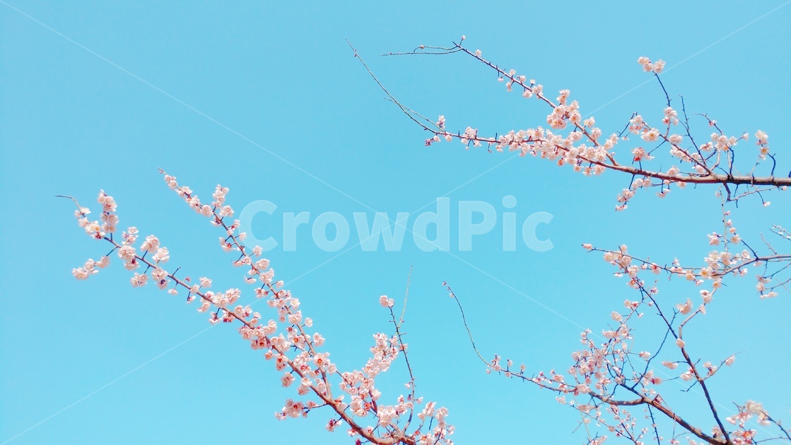매화,매화꽃,봄꽃,봄,꽃,하늘,flower,plum,spring,sky,벚꽃,매화나무,식물,자연,nature