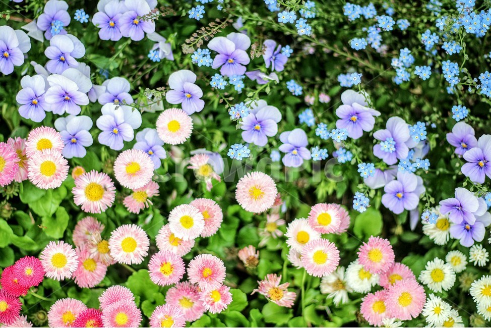 국화,들꽃,꽃,식물,flower,그라데이션,봄,계절,spring,season,식물,자연,plants,nature,꽃,flower,색깔,색상,색채,색감,color sense,color sensitivity,feeling of color,plant,blossom