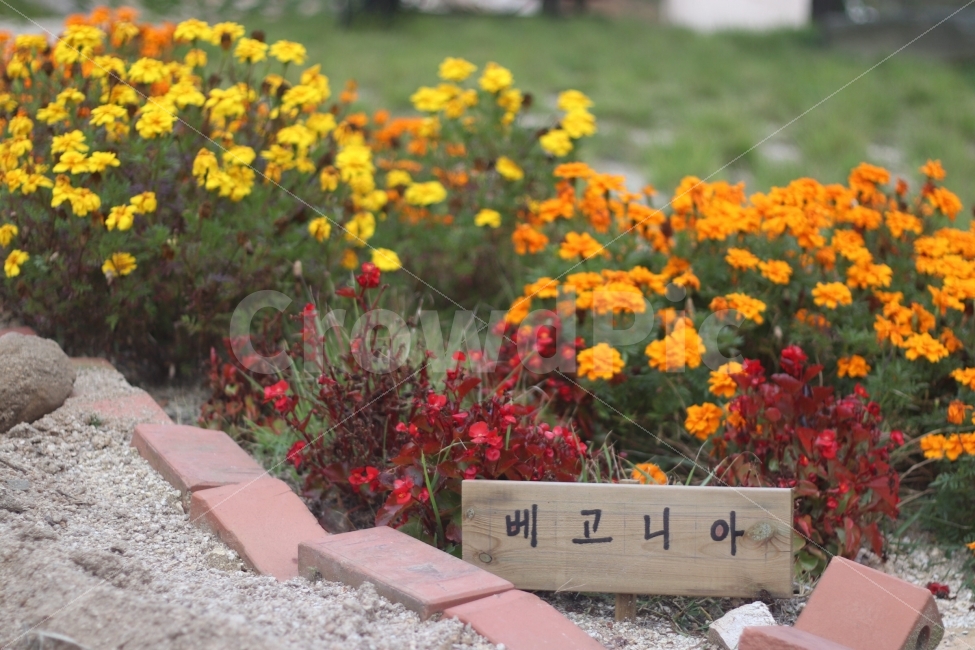 begonia,yellow flower,fall flowers,flower garden,red flower