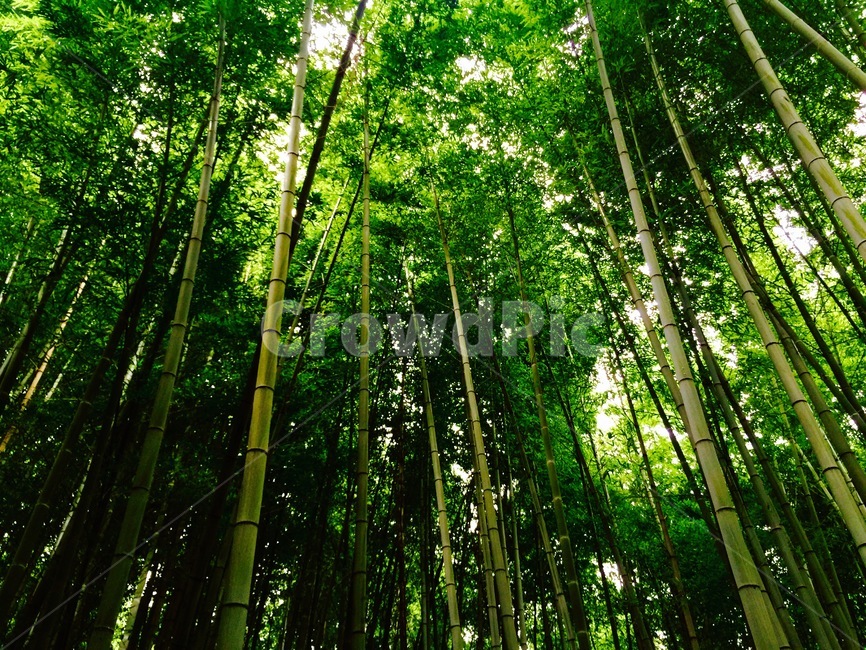 대나무,숲,나무,교토,일본,초록,forest,green,japan,죽순,높음,치솟음,뻗음,대나무숲,그늘,수풀,bamboo,japanese,tree,trees,kyoto
