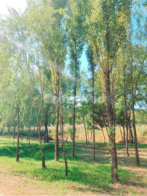 햇살,나무,햇빛,초록,숲,키큰나무,얇은나무,가느다란나무,봄,여름,산책,자연