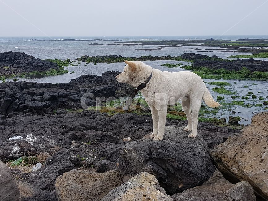 바다,개,제주도,돌,진돗개,백구,제주,sea,dog,jeju,rocks,jindo,ocean