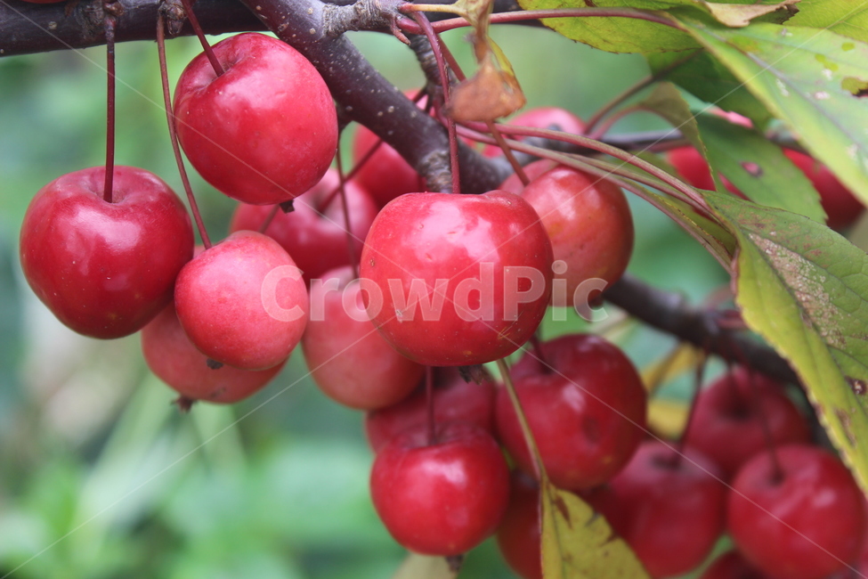 plant,fruit,과일,apple,사과,과일,열매,fruit,농업,농사,agriculture,farming,farming industry