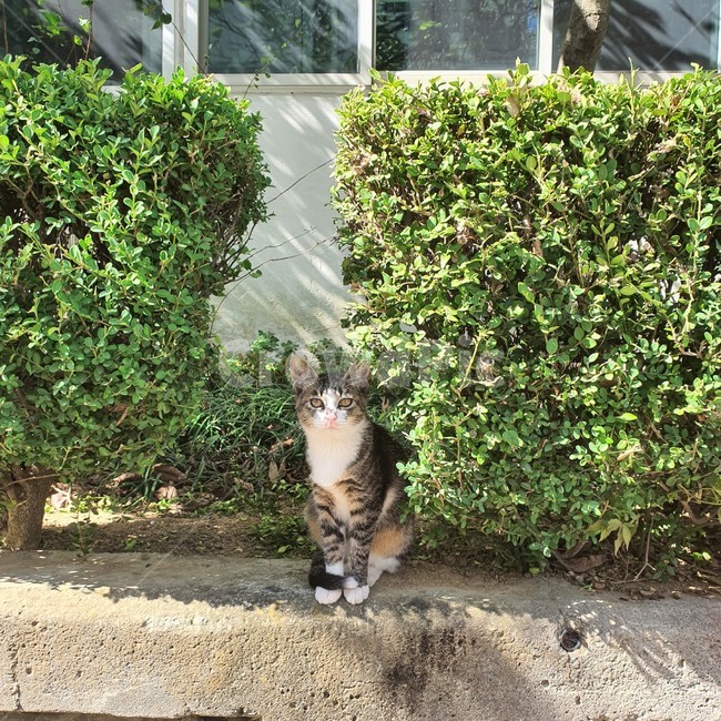 고양이,길고양이,야옹,애옹이,cat,kitty,outdoors,옥외,cuty,동물,animal,포유류,mammal,고양이,cat,kitten,kitty
