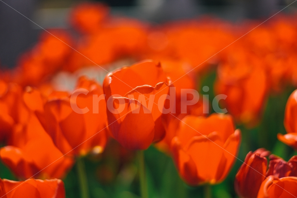 봄,놀이동산,꽃,장미,축제,빨강,한송이,풍경,배경화면,봄,계절,spring,season,식물,자연,plants,nature,꽃,flower,감성,sensible,feeling,색깔,색상,색채,색감,color sense,color sensitivity,feeling of color,plant