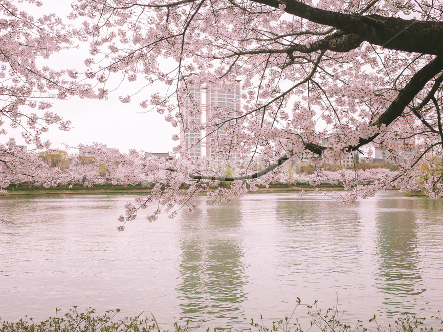 벚꽃,봄,벚꽃나무,석촌호수,자연,봄,계절,spring,season,plant,식물,blossom,꽃,flower,cherry blossom
