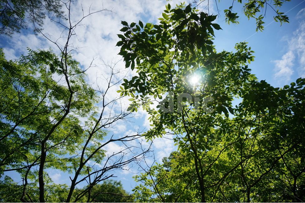 자연,나무,하늘,햇빛,그늘,초록,신록,자연,풍경,nature,landscape,휴식,힐링,rest,relaxation,healing,light,빛,flare,플레어,sunlight