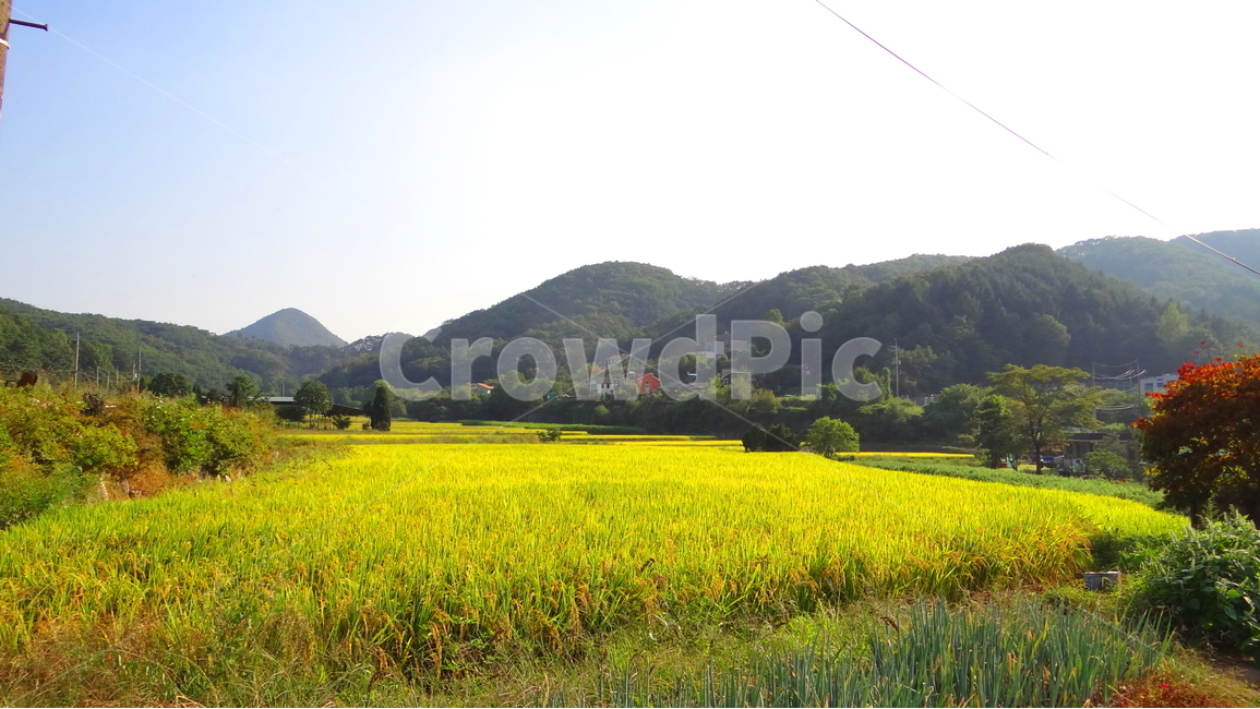 시골,하늘,자연,산,풍경,논,밭,감성,감성사진,풍경사진,가을,emotion,sky,mountain,nature,시골감성,시골풍경,자연,풍경,nature,landscape,산업,industry,industrial,농업,농사,agriculture,farming,farming industry,grassland,목초지,field,들,outdoors,옥외