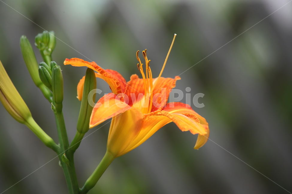 plant,식물,lily,백합,flower,식물,자연,plants,nature,꽃,flower