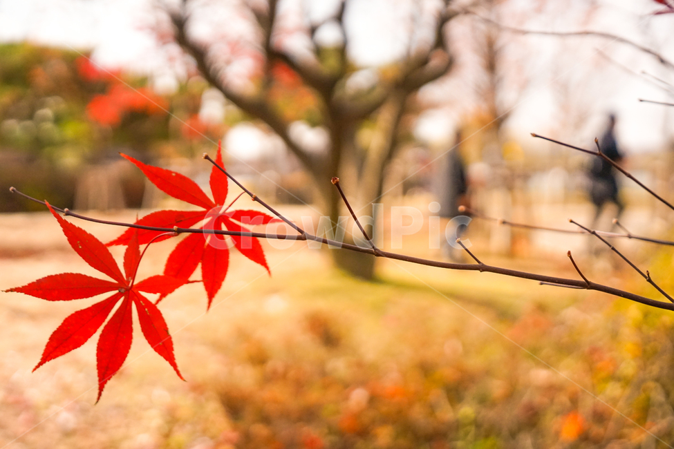 가을,단풍,빨강,잎,잎새,자연,식물,나무,계절,감성,가을,계절,fall,autumn,season,leaf,plant,tree