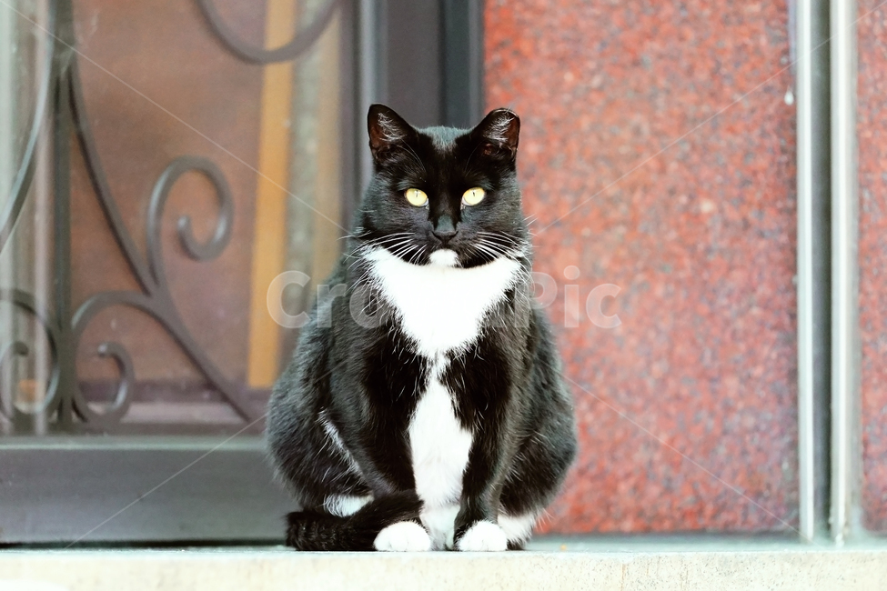 고양이,길고양이,길냥이,야옹이,냐옹이,반려묘,애완묘,반려동물,애완동물,야생동물,펫,캣,mammal,animal,pet,cat