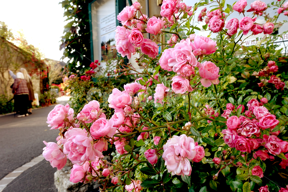 꽃,들꽃,프로방스,프랑스마을,외국마을,꽃길,flower,spring,provence,france,alley