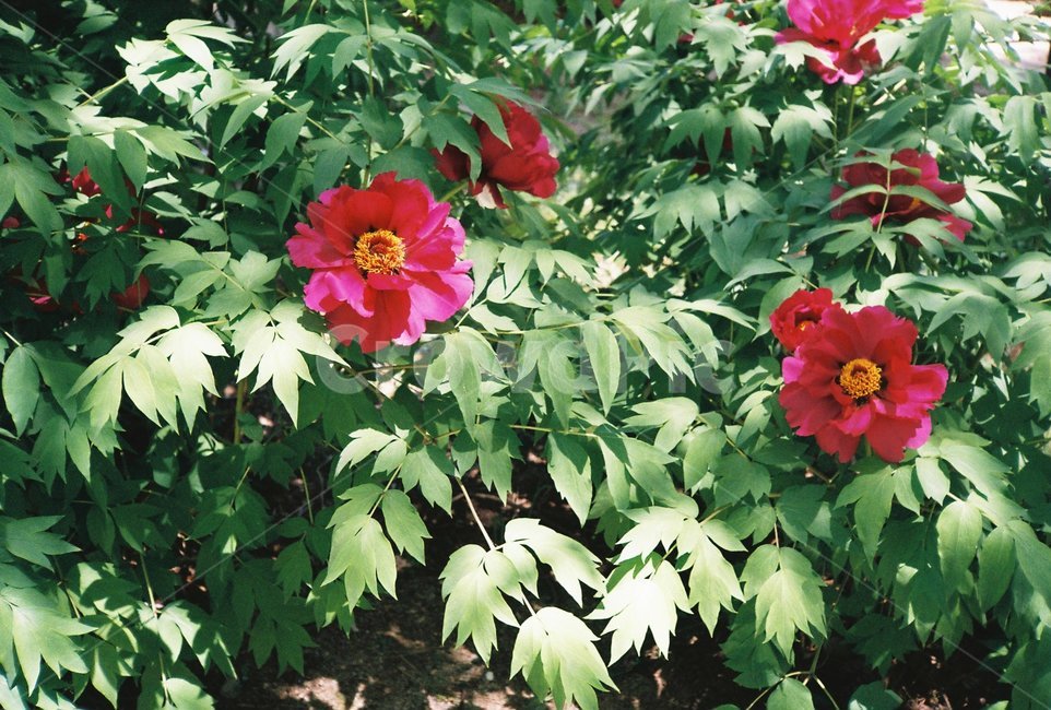 모란,꽃,식물,자연,감성,식물,자연,plants,nature,꽃,flower