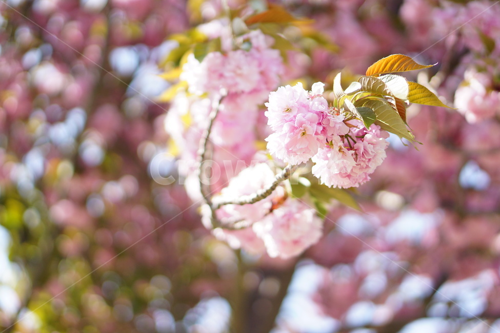 겹벚꽃,벚꽃,꽃,blossom,봄,봄,계절,spring,season
