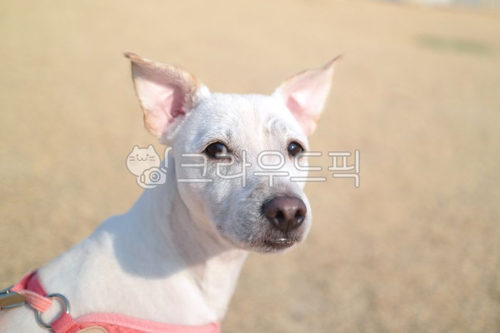 개,강아지,시고르자브종,얼굴,표정,클로즈업,흰색,눈,코,귀,반려동물,반려견,애완견,애완동물,포유류,동물