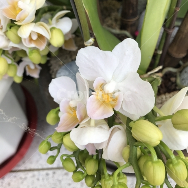 팔레놉시스,호접난,호접란,mothorchid,Phalaenopsis,난초,열대성초화,매혹,흰꽃,식물,공기정화,Flower,자연,식물,자연,plants,nature,꽃,flower