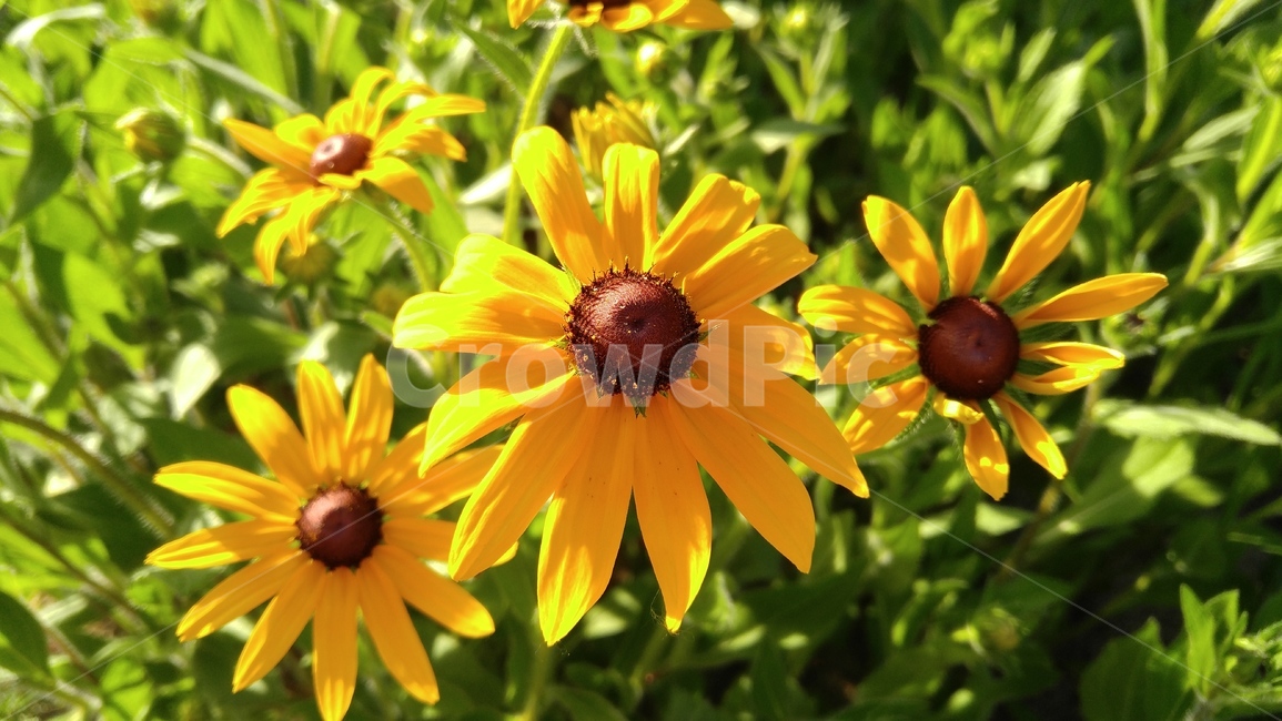 루드베키아,꽃,노란꽃,식물,노랑색,녹색,배경,감성,계절,ludvechia,flower,yellowflower,flant,yellow,green,background,emotional,season