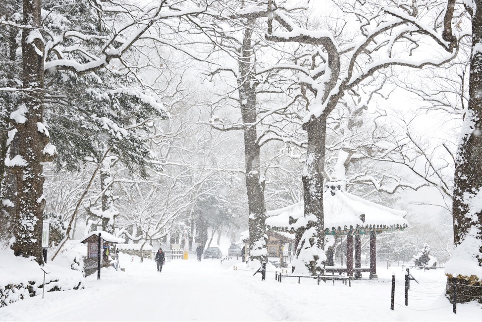 장성,백양사,백양사설경,함박눈,정자,nature,자연,outdoors,person,사람,human,인간,snow,눈,blizzard,눈보라,winter,겨울,storm,폭풍,겨울,계절,winter,season,자연,풍경,nature,landscape