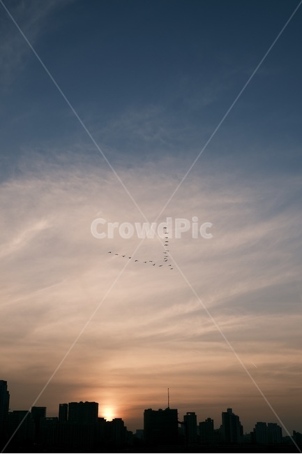 nature,자연,철새,청담대교,노을,한강,하늘