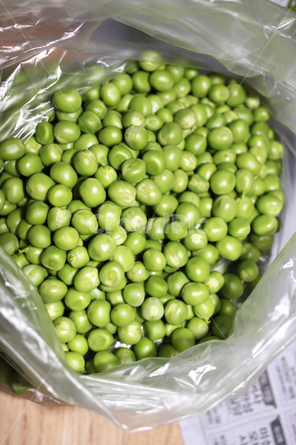 plant,식물,pea,완두콩,vegetable,야채