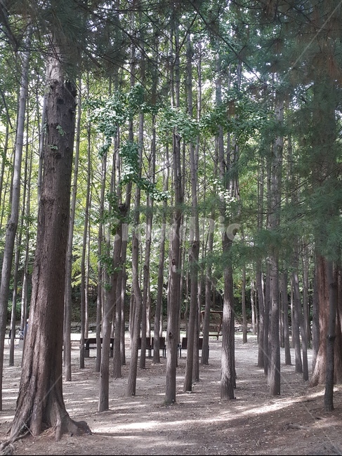 나무,휴식,풍경,쉼,자연