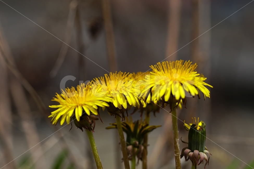 봄,꽃,자연,식물,spring,flower,nature,plants,민들레,이파리,꽃봉오리,접사,macro,클로즈업,closeup,tree,숲,숲속,산림,삼림,조경,봄꽃,감성,힐링,풍경,landscape,식물,자연,plants,nature,꽃,flower