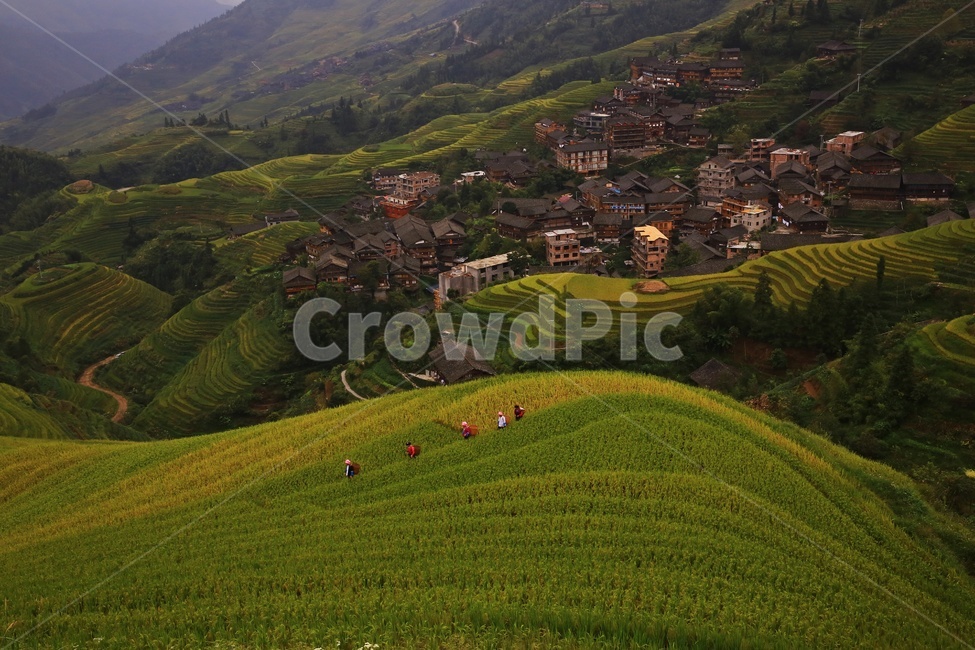nature,자연,outdoors,옥외,scenery,풍경,landscape,경치,slope,경사,mountain,산,mountainrange,산맥,중국,계림,용척,용척제전,다랭이논,용척다랭이논,농업,농사,경작,농경지,집,가옥,사람,인간,원주민