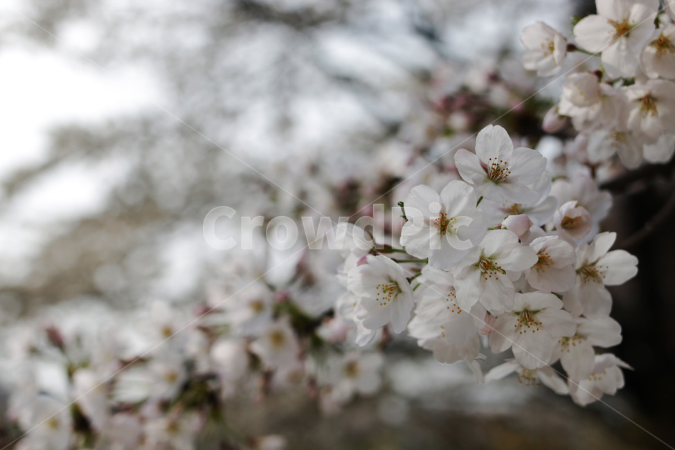 봄,꽃,벚꽃,풍경,3월,봄,계절,spring,season,식물,자연,plants,nature,꽃,flower,plant,blossom