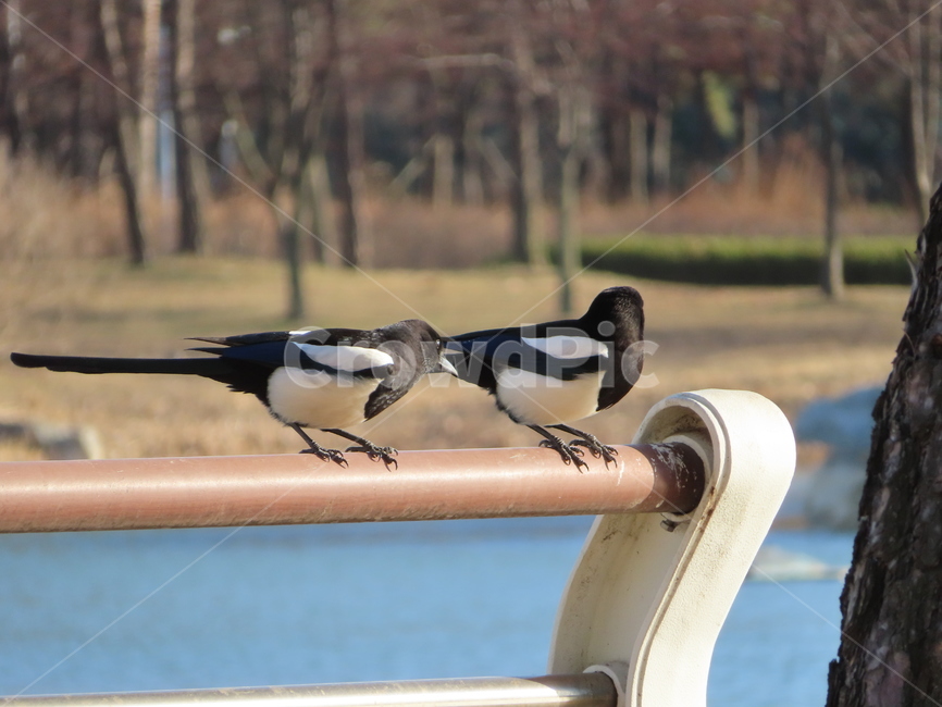 강가,까치,조류,새,커플,사랑,두마리,river,magpie,bird,birds,couple,love,two,동물,animal,조류,새,birds