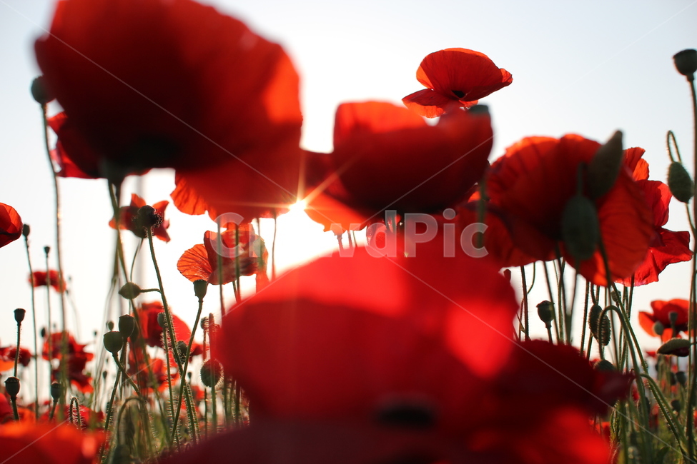 geranium,제라늄,flower,blossom,양귀비,식물,꽃,양귀비꽃,역광,빛,정원,빨강,red,garden