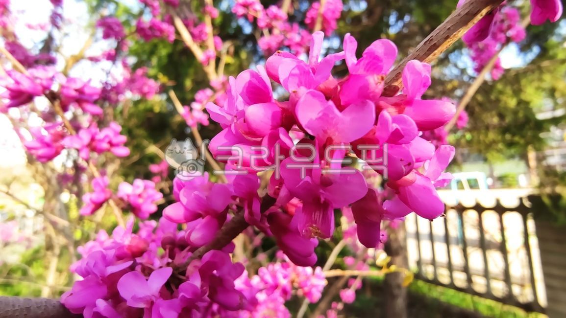 박태기나무,cercischinensis,박태기,밥태기꽃나무,꽃구슬나무,밥티기,밥티나무,박태기꽃,plant,식물,flower,blossom,꽃