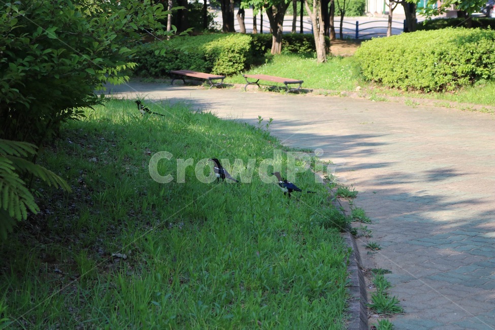 까치,동물,조류,나무,자연,초록,magpie,animal,bird,tree,nature,green,kasasagi,doubutsu,tori,ki,midori,그림자,그늘,shadow,shade,kage,자연,풍경,nature,landscape,동물,animal,조류,새,birds,bench,벤치