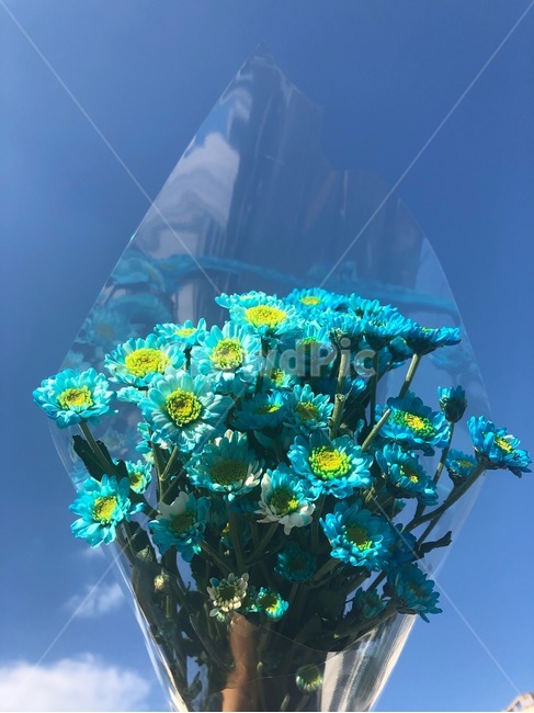 nature,자연,소국,꽃,하늘,blue,sky,flower,어울리는