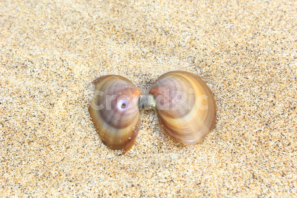제주바다,해수욕장,풍경,조개,바닷가,바다,자연,모래,모래사장,조개껍데기,해변,바다,beach,sea