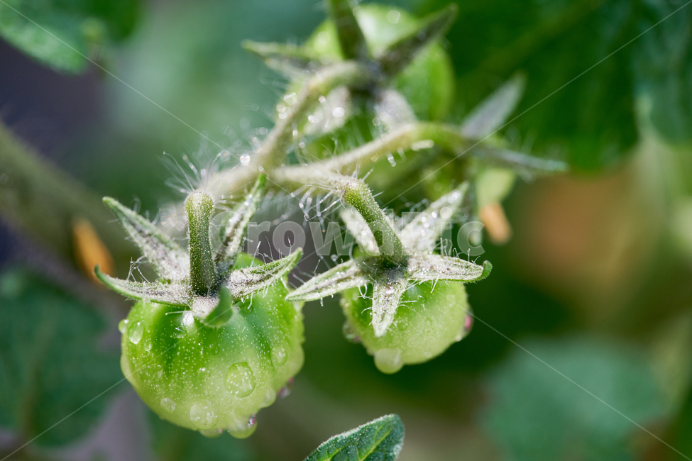 nature,토마토,접사,서리,tomato,자연,식물,과일,열매,fruit