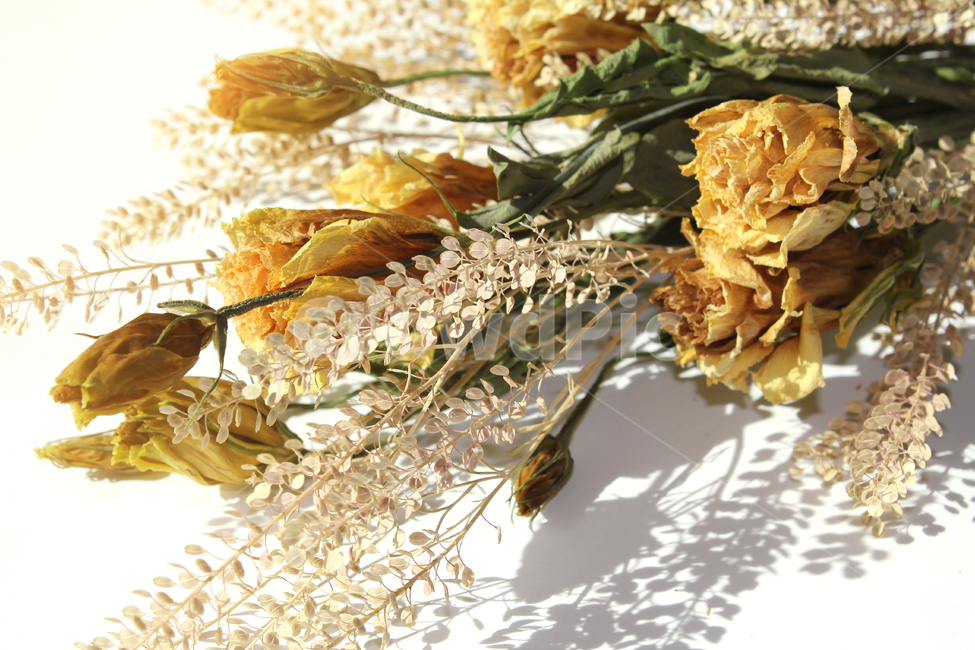 brown,closeup,bunch,dead,death,decoration,dry,flora,floral,flower,green,leaf,natural,nature,plant,white,yellow,갈색,브라운,노란,그린,노란색,녹색,말린꽃,꽃,꽃다발,말린,드라이,드라이플라워,잎,나뭇잎,잎사귀,식물,자연,꽃,flower