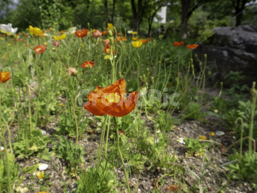 개양귀비,우미인초,papaverrhoeas,양귀비,꽃,flowers,식물,plant,식물,자연,plants,nature,꽃,flower