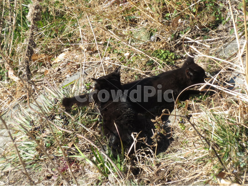japan,고양이,길고양이,cat,animal,동물,검은고양이,블랙,black,자연,풍경,동물,animal,포유류,mammal,고양이,cat,kitten,kitty