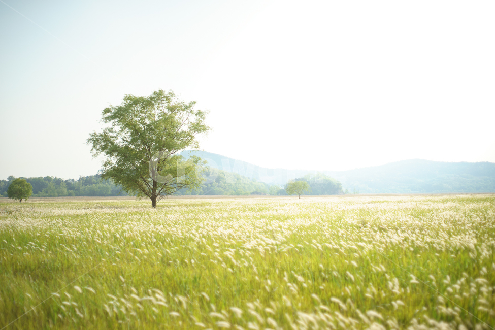 우음도,나무,억새,편안한느낌,flamegrass,자연,풍경,nature,landscape,식물,plants,나무,trees,wood,휴식,힐링,rest,relaxation,healing,field,들,grassland,목초지,outdoors,옥외,grass,잔디,plant
