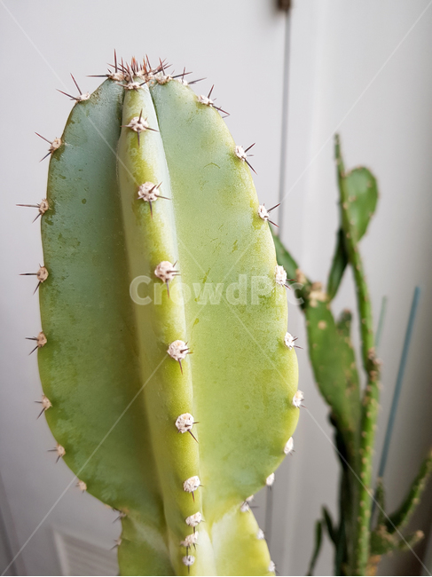 선인장,plant,식물,cactus,green