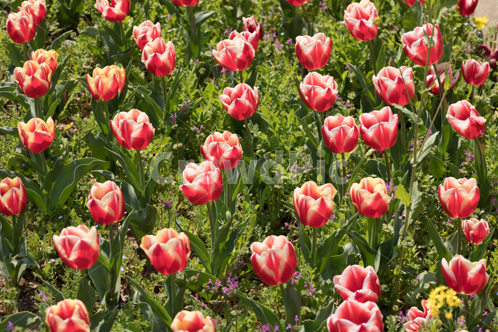 꽃,봄,봄꽃,식물,백합과,야외,3월,화초,튤립,봄,계절,spring,season,식물,자연,plants,nature,꽃,flower,plant,blossom