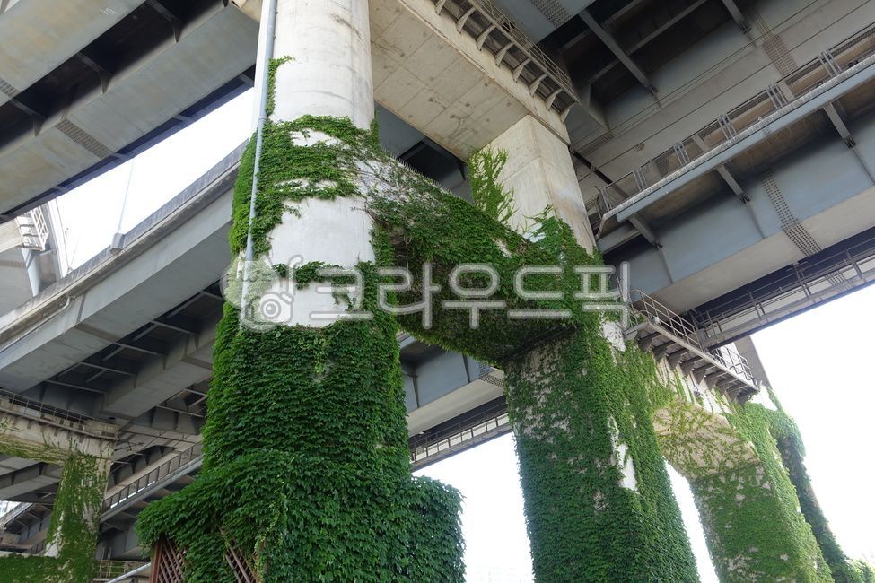 다리,넝쿨,다리넝쿨,뚝섬유원지,한강다리,청담대교,식물,plant