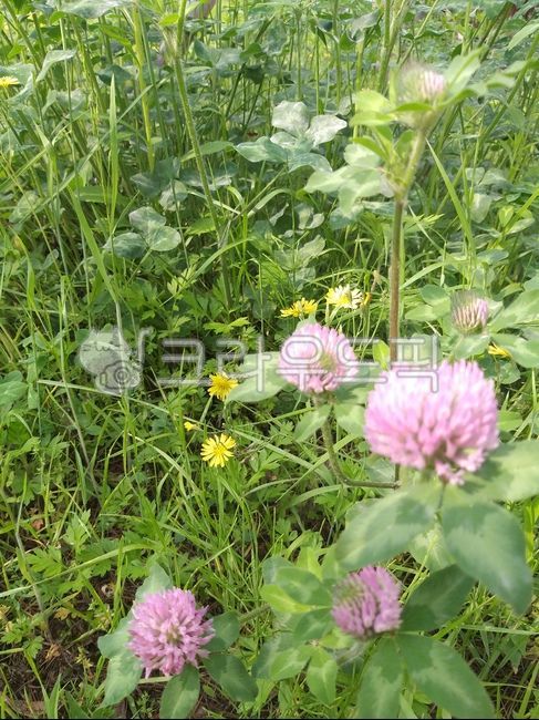 토끼풀,붉은토끼풀,식물,홍삼엽,금화채,레드클로버,토끼풀효능,서양토끼풀,귀화식물,자운영,클로버