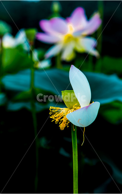 연꽃,연,연밥,낙화,문양,무늬,식물,자연,plants,nature,꽃,flower