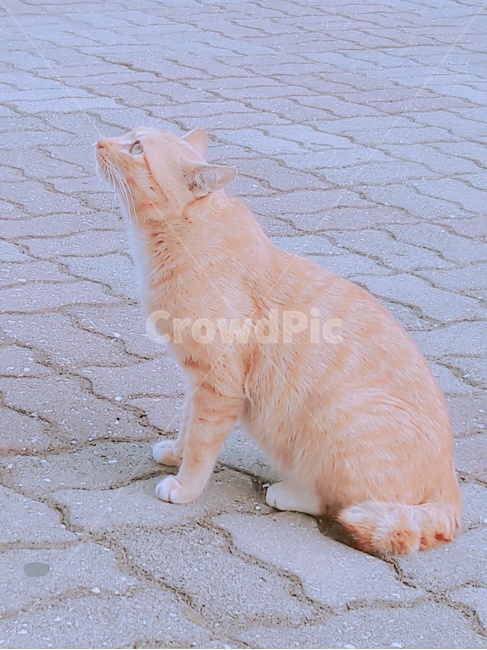 고양이,길고양이,노란고양이,하늘,귀여움,동물,animal,포유류,mammal,고양이,cat,kitten,kitty